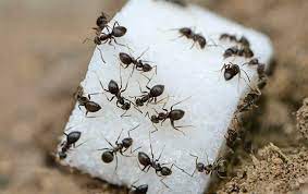 Battling Ant Infestations: From Kitchen Invaders to Garden Pests in Fort Worth